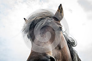 Close up horse eye head manes