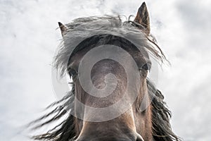 Close up horse eye head manes