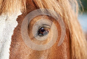 Close-up of horse eye, red horse with white blaze
