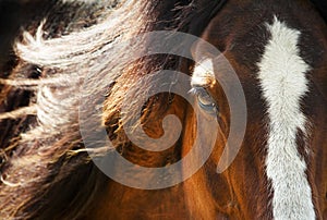 Close up of a Horse Eye at Sunset