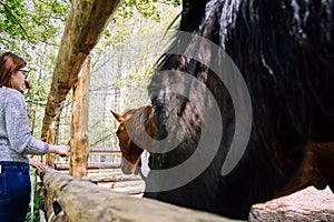 Close up horse face in a corral. Animal in a farm