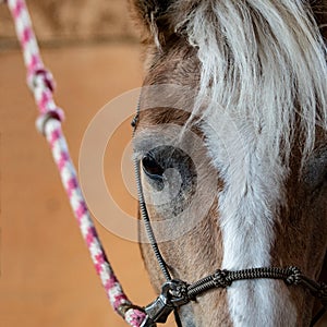 Close-up of horse face in cross tie
