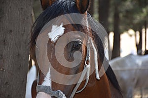 Close-up horse head and a healthy bright-skinned brown horse with sad eyes