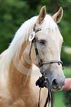 Close up of a horse head portrait on breeding test outdoors