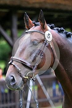 Close up of a horse head portrait on breeding test outdoors