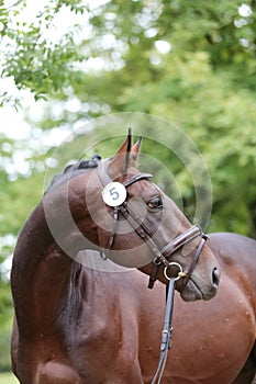 Close up of a horse head portrait on breeding test outdoors