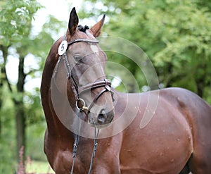 Close up of a horse head portrait on breeding test outdoors