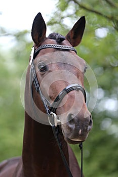 Close up of a horse head portrait on breeding test outdoors