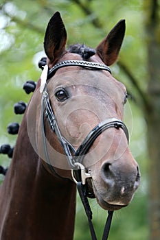 Close up of a horse head portrait on breeding test outdoors