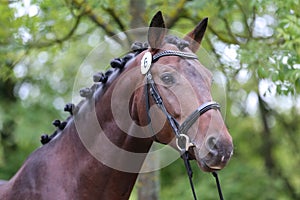 Close up of a horse head portrait on breeding test outdoors