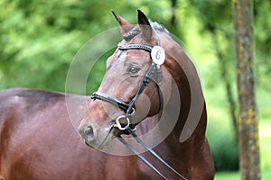 Close up of a horse head portrait on breeding test outdoors