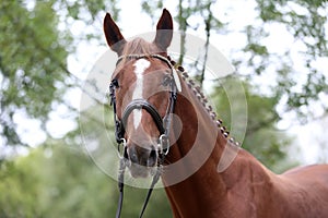 Close up of a horse head portrait on breeding test outdoors