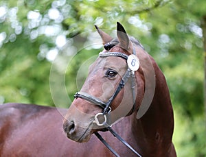 Close up of a horse head portrait on breeding test outdoors