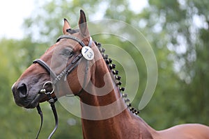 Close up of a horse head portrait on breeding test outdoors