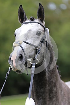 Close up of a horse head portrait on breeding test outdoors