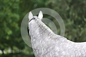 Close up of a horse head portrait on breeding test outdoors