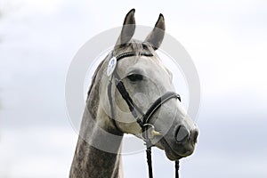 Close up of a horse head portrait on breeding test outdoors