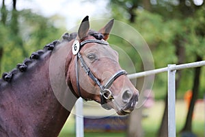 Close up of a horse head portrait on breeding test outdoors