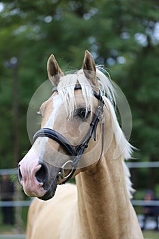 Close up of a horse head portrait on breeding test outdoors