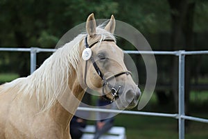 Close up of a horse head portrait on breeding test outdoors