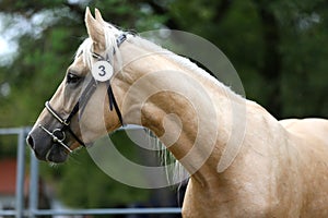 Close up of a horse head portrait on breeding test outdoors