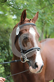 Close up of a horse head portrait on breeding test outdoors