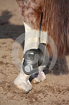 Close up of horse hind legs with boots