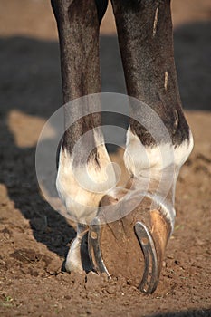 Close up of horse hoof with horseshoe