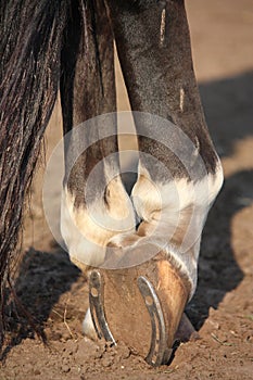 Close up of horse hoof with horseshoe