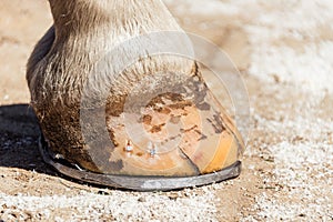 Close-up of a horse hoof with a horseshoe, after trimming and shaping by farrier. Copper nails are visible on the bright hoof