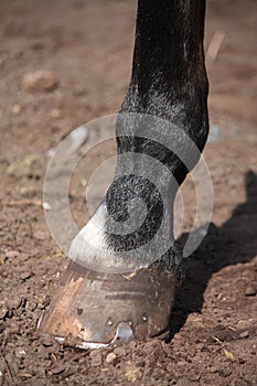 Close up of horse hoof standing on the ground