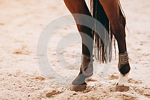 Close up of the horse hooves in motion. Dressage competition