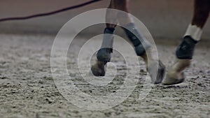 Close up of the horse hooves in motion. Kicking sand.