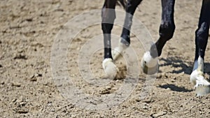 Close up of the horse hooves in motion. slow motion