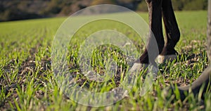 Close-up of horse hooves standing on green grass in a field.