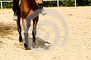 Close up of horse hooves trotting