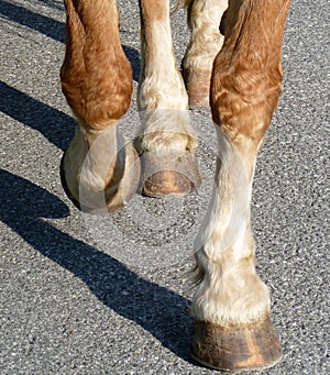 Close up Horse hooves trotting