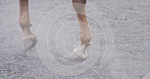 Close-up of horse hooves walking on sandy ground