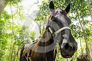 Close up of a horse in the jungle of Peten near El Remate, Guatemala, Central America