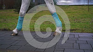 Close up horse leg in blue bandage walking on road