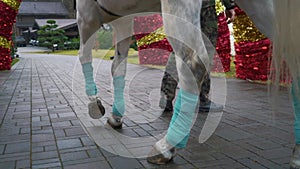 Close up horse leg in blue bandage walking on road in christmas decoration