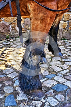 Close up of horse leg with hoof on paving stones