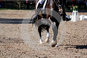 Close up of a horse legs