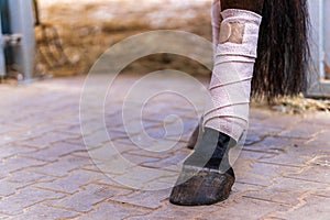 Close-up of horse legs with white bandages in a stable. Concepts of horse grooming, competition preparation in dressage riding