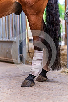 Close-up of horse legs with white bandages in a stable. Concepts of horse grooming, competition preparation in dressage riding