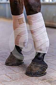 Close-up of horse legs with white bandages in a stable. Concepts of horse grooming, competition preparation in dressage riding