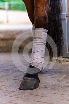 Close-up of horse legs with white bandages in a stable. Concepts of horse grooming, competition preparation in dressage riding
