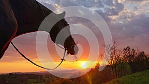 CLOSE UP: Horse looks toward sunset while pasturing in the tranquil countryside