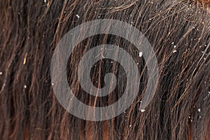 Close-up horse mane is loose. Stallion hair, animal neck.