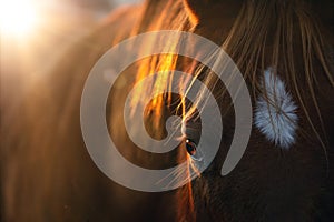 Close-up of a horse in the morning sun